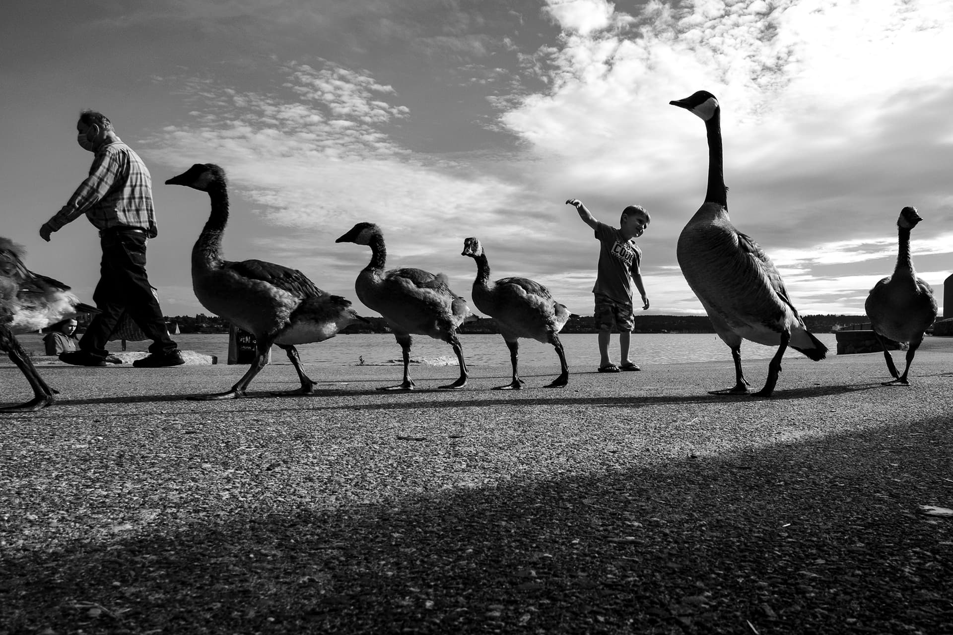 Vancouver seawall at golden hour: a line of Canada geese with a child mimicking their posture, candid black and white.